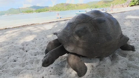 Aldabra giant tortoise walking on the beach, Aldabra Atoll, Seychelles Stock-Footage 201616539