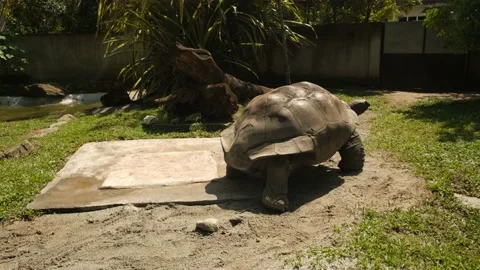 Aldabra Giant Tortoise Walking Stock Footage 225762936