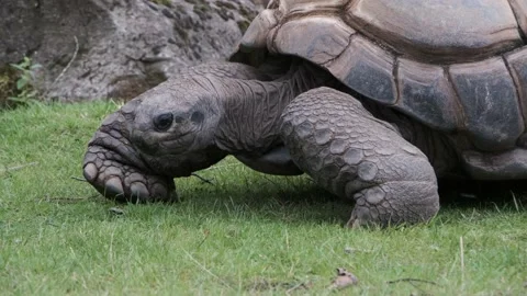 Aldabra Giant Tortoise Walking On The Move Stock Footage 138218745