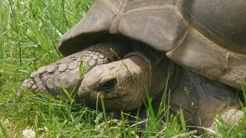 Aldabra Tortoise Close Up Stock Footage 75486776