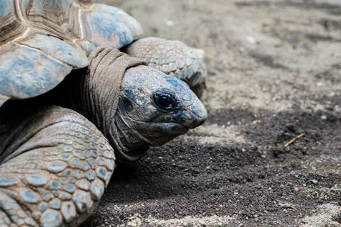 Aldabra tortoise crawling on the sand Fotos de archivo