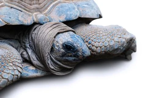 Aldabra tortoise as known as biggest turtle Fotos de archivo