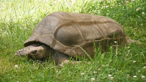 Aldabra Tortoise Medium Shot Vidéo 75486803
