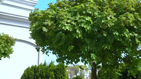 Alder and maple branches Stock Footage 274229056
