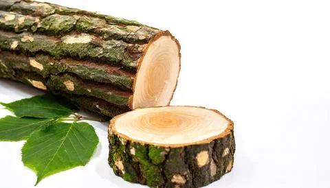 Alder are trees that compose the genus Alnus in the birch family Betulaceae.. Stock Photos