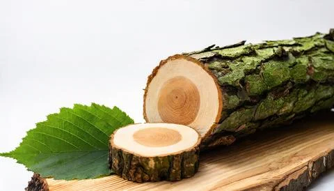 Alder are trees that compose the genus Alnus in the birch family Betulaceae.. Stock Photos