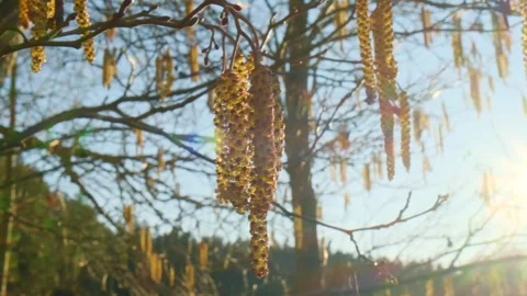 Alder blossoms in a spring forest. Alder catkins in the bright sunlight Stock Footage 328121395