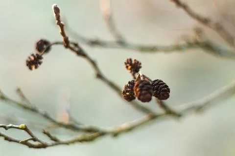Alder branch in early spring, cones and flowering tree Stock Photos