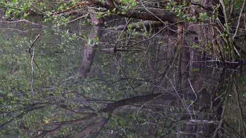 Alder branches are reflected in the water, spring Stock Footage 155678357