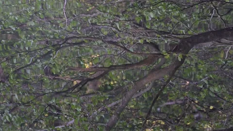 Alder branches are reflected in the water, spring Stock Footage 155678374
