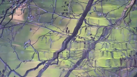 Alder branches are reflected in the water, spring Stock Footage 155678375