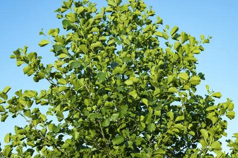 Alder - bright green leaves and branches close-up. Stock Photos