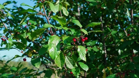 Alder buckthorn Stock Footage 324501459