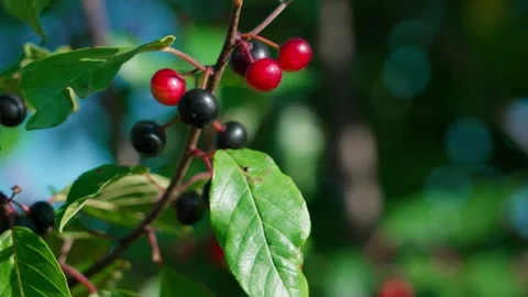 Alder buckthorn Stock Footage 324501516