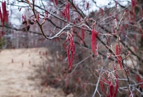 Alder buds bloom in spring in March, red, macro Stock Photos