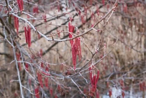 Alder buds bloom in spring in March, red, macro Stock Photos