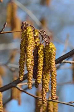 Alder catkins closeup. Spring background Stock Photos