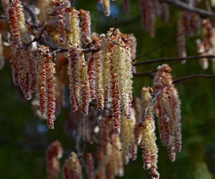 The alder catkins. Stock Photos