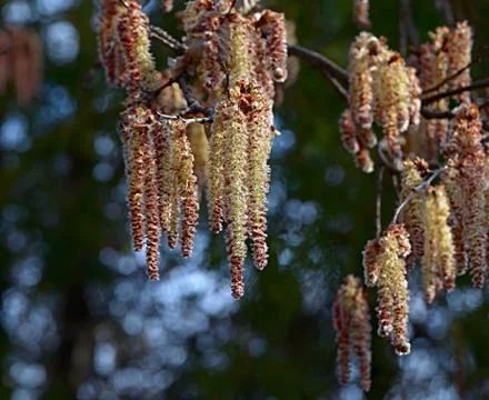 The alder catkins. Stock Photos