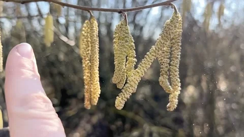 Alder catkins in spring, slow-mo Stock Footage 248981935