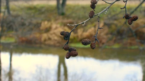 Alder cones Stock Footage 290854248