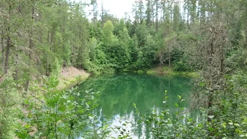 Alder cones to a glassy pond 库存影片 248083408