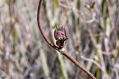 Alder with dissolve buds Stock Photos