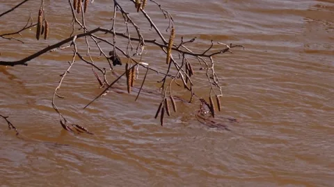 Alder earrings above the river in the spring flood Stock Footage 303264268
