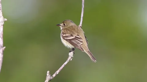 Alder Flycatcher singing on territory Video stock 64825859