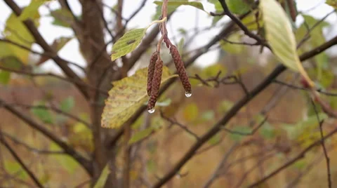 Alder Stock-Footage 30484511