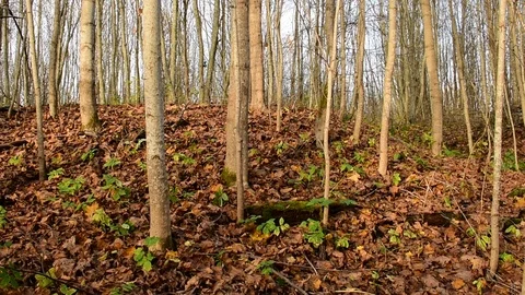 Alder forest in autumn at sunset Stock Footage 118307641