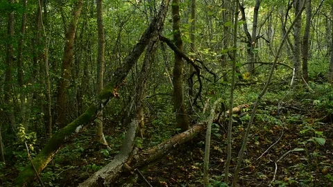 Alder forest, early fall Stock Footage 116663272