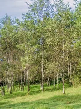 An alder forest at the edge of a grassland 스톡 사진