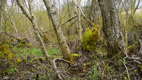 In an alder forest Stock Footage 130639580
