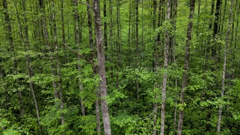 Alder Forest 스톡 동영상 342277625
