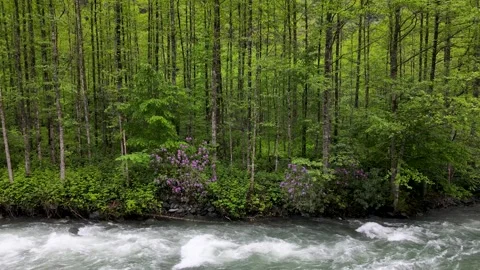 Alder Forest on the Riverside 스톡 동영상 334790025