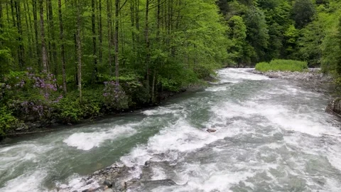 Alder Forest on the Riverside 動画素材 337537322