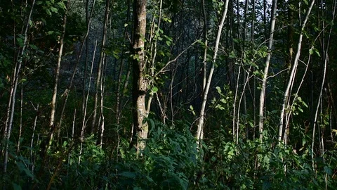 Alder forest in the sunlight Stock Footage 116663207