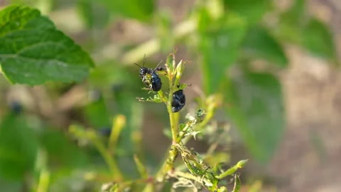 Alder leaf beetle Stock Footage 342464363