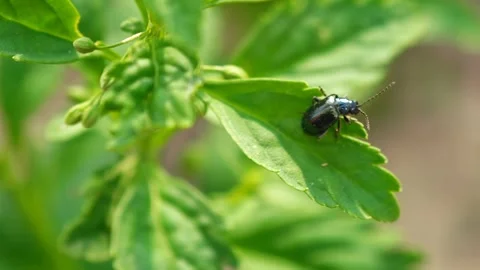 Alder leaf beetle Stock Footage 342464376