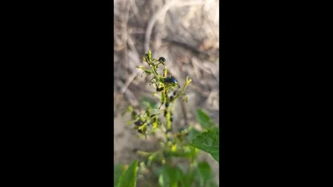 Alder leaf beetle Stock Footage 342464426