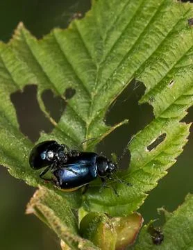 Alder leaf beetle Foto stock