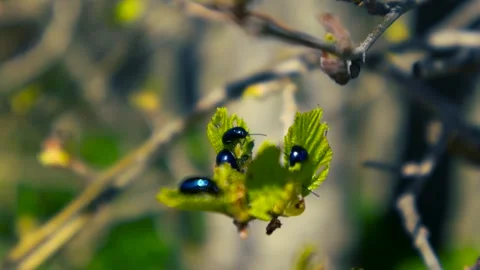 Alder Leaf Beetles Feeding on a Green Budding Leaf Stock Footage 334648545