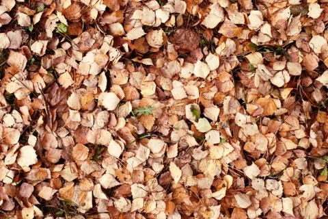 Alder leaf litter on the ground Stock Photos