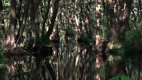 Alder is red.The play of light and shadow. Stock Footage 106260266