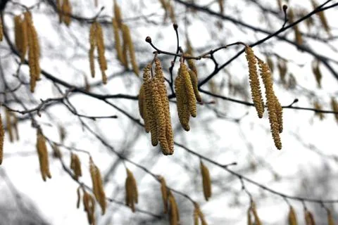Alder in the spring Stock Photos