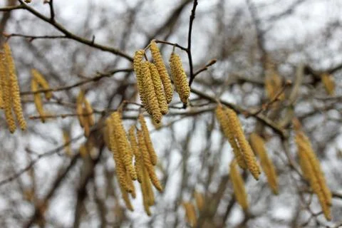 Alder in the spring Stock Photos