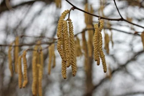 Alder in the spring Foto stock