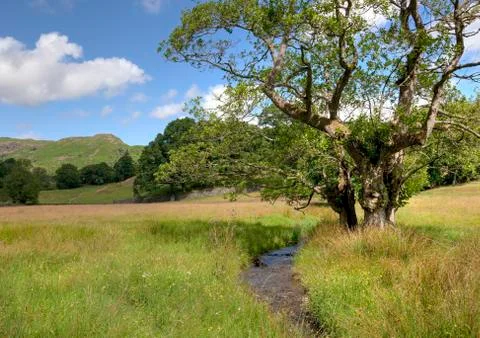 Alder tree and stream Stock Photos