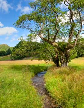 Alder tree and stream Stock Photos